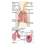 Biology Chapter 7 - The Mammalian Respiratory System